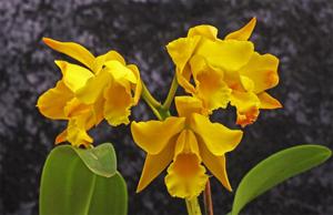 <i>Cattleya</i> Daffodil