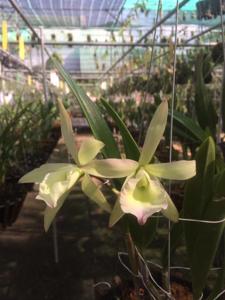 Brassocattleya Aka's Angel
