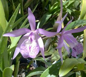 Brassocatanthe Punakea