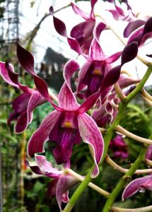 <i>Dendrobium</i> Impact Twister