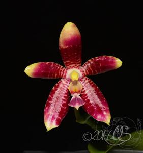 Phalaenopsis Monika Schöttler