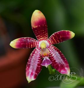 Phalaenopsis Monika Schöttler