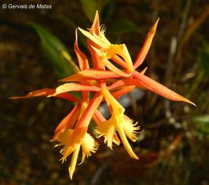 <i>Epidendrum</i> ciliaris-radicans