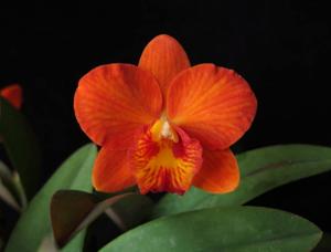 <i>Cattleya</i> Dream Catcher