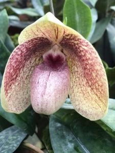 Paphiopedilum Karl Ploberger