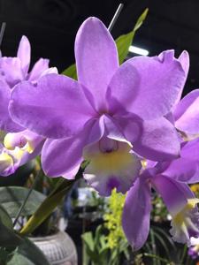 Cattleya Pink Sunset