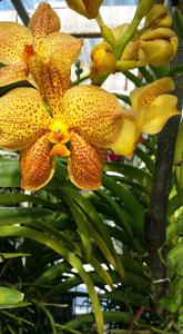 <i>Vanda</i> Gordon Dillon-Rasri Gold