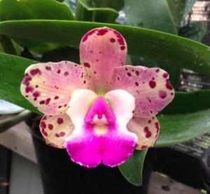 Cattleya Lulu-Lana Coryell