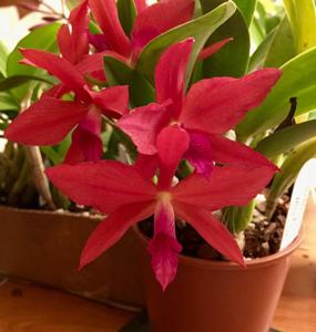 Cattleya Gratrixiae (1901)