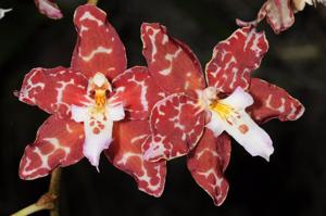 Oncidium Karla Krieger