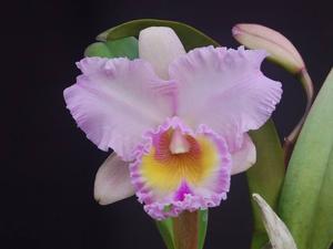 Rhyncholaeliocattleya Exotic's Perfection