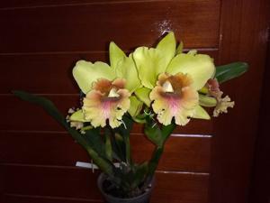 Rhyncholaeliocattleya Eva's Hija Primaveral