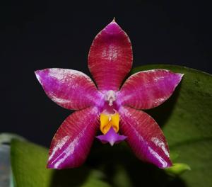 <i>Phalaenopsis</i> Conny's Jewel