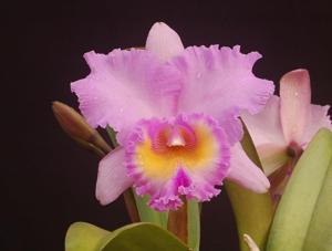 Rhyncholaeliocattleya Exotic's Perfection