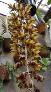 Catasetum faustoi