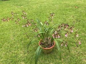 Encyclia Borincana