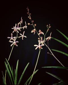 Pararachnis Anna Phung