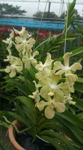 Vanda Doctor Goh Keng Swee