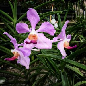 Papilionanda Tan Chin Tuan