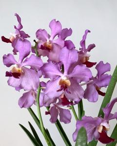 Papilionanda Tan Chin Tuan