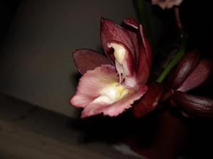 <i>Catasetum</i> Sue Ling