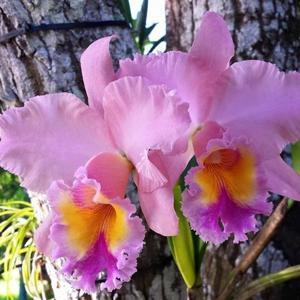 Rhyncholaeliocattleya George King