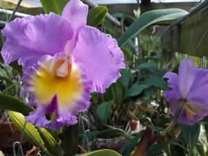 Rhyncholaeliocattleya Donna Kimura