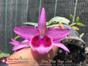Dendrobium Miss Thuy Anh