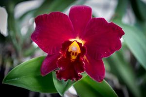 Rhyncholaeliocattleya Chief Jewel