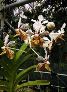 <i>Vanda</i> Paquita's Lambana