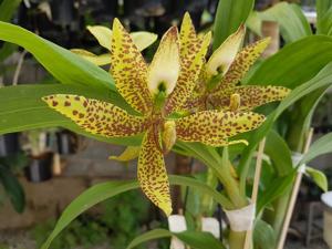 <i>Cycnoches</i> Bevaileen