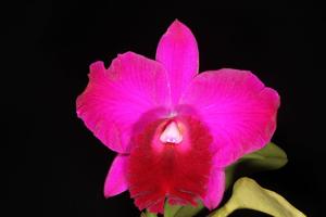 Rhyncholaeliocattleya Yoshiko