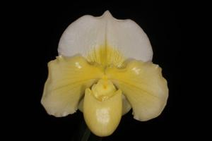 Paphiopedilum Tokyo Knight Dream