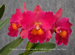 Rhyncholaeliocattleya Hisako Akatsuka