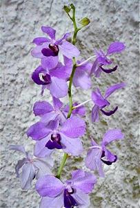 Papilionanda Leonard Reilly