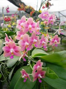 Phalaenopsis Zheng Min Archaeopteryx