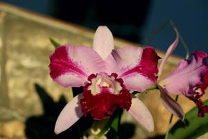 Cattleya Taiwan Beauty
