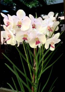 Papilionanda Pure Heart