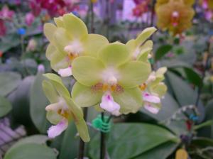 Phalaenopsis Zheng Min Archaeopteryx