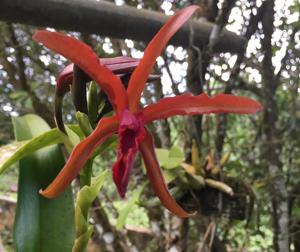 Laeliocatanthe Terrapoto