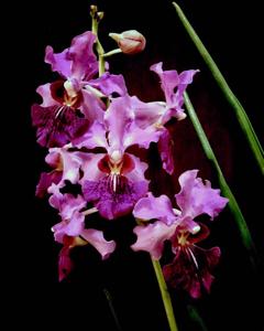 Papilionanda Ruby Prince