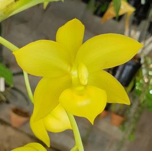 Cycnodes Jumbo Diamond