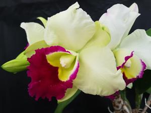 Rhyncholaeliocattleya Memoria Anna Balmores