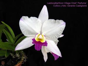 <i>Laeliocatarthron</i> Village Chief Parfum