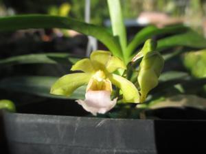 Vanda Motes Impetuous