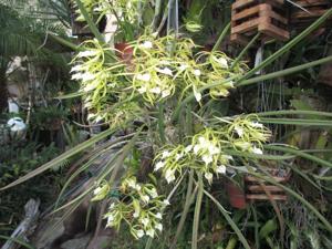 Brassavola Little Stars
