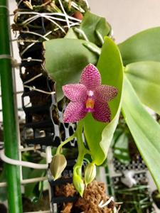 Phalaenopsis Mok Choi Yew