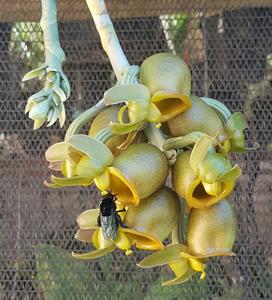 Catasetum faustoi