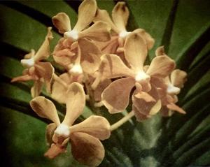 <i>Paravanda</i> Prosperitas