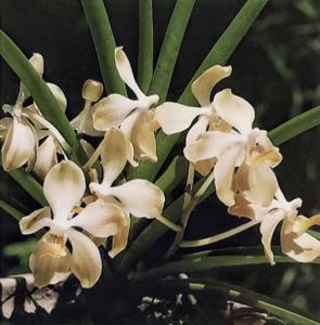 <i>Paravanda</i> Darling